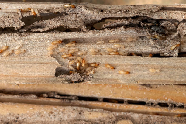 Mechanicsburg, PA Pest Control Company